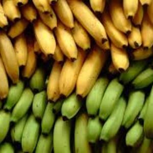 Unripe Banana - 3 Hands Bundle (15 to 20 fingers and each)